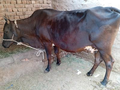 16 LITTLE MILKING CAPECITY BLACK JARSI CROSS COW SOONY WALI HAI TIYAR