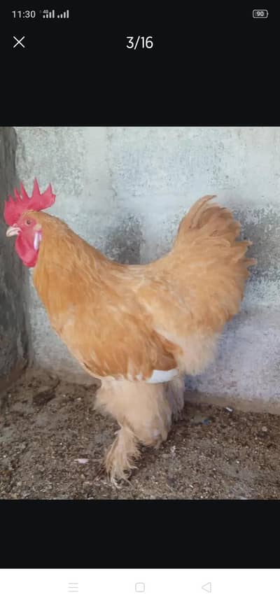 Heavy golden and white buff