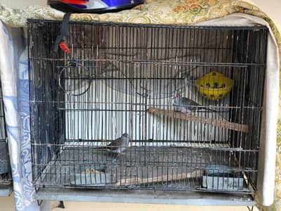 CHINA DOVE BREEDER PAIRS