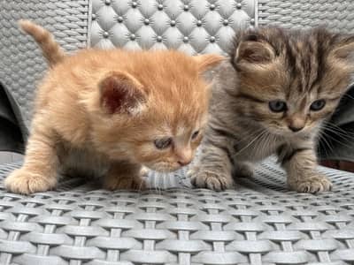 Persian kittens