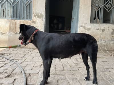 Pointer female breeder kui bi bemari ni ha all okie