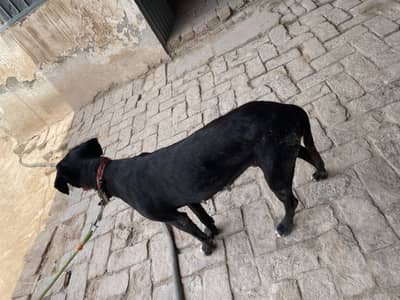 Pointer female breeder kui bi bemari ni ha all okie