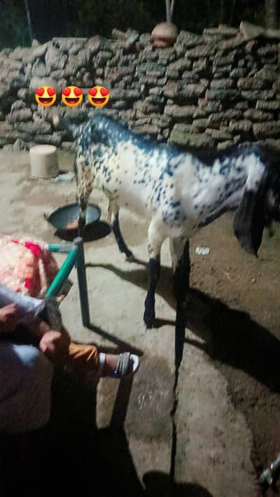 bakra for sale 2026