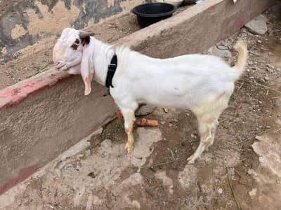 Goat For Sale