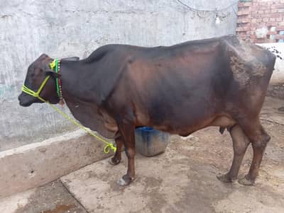 Jarsi/Frezion/cow/bakery/Qurbani/Bachrey/heifers For sell
