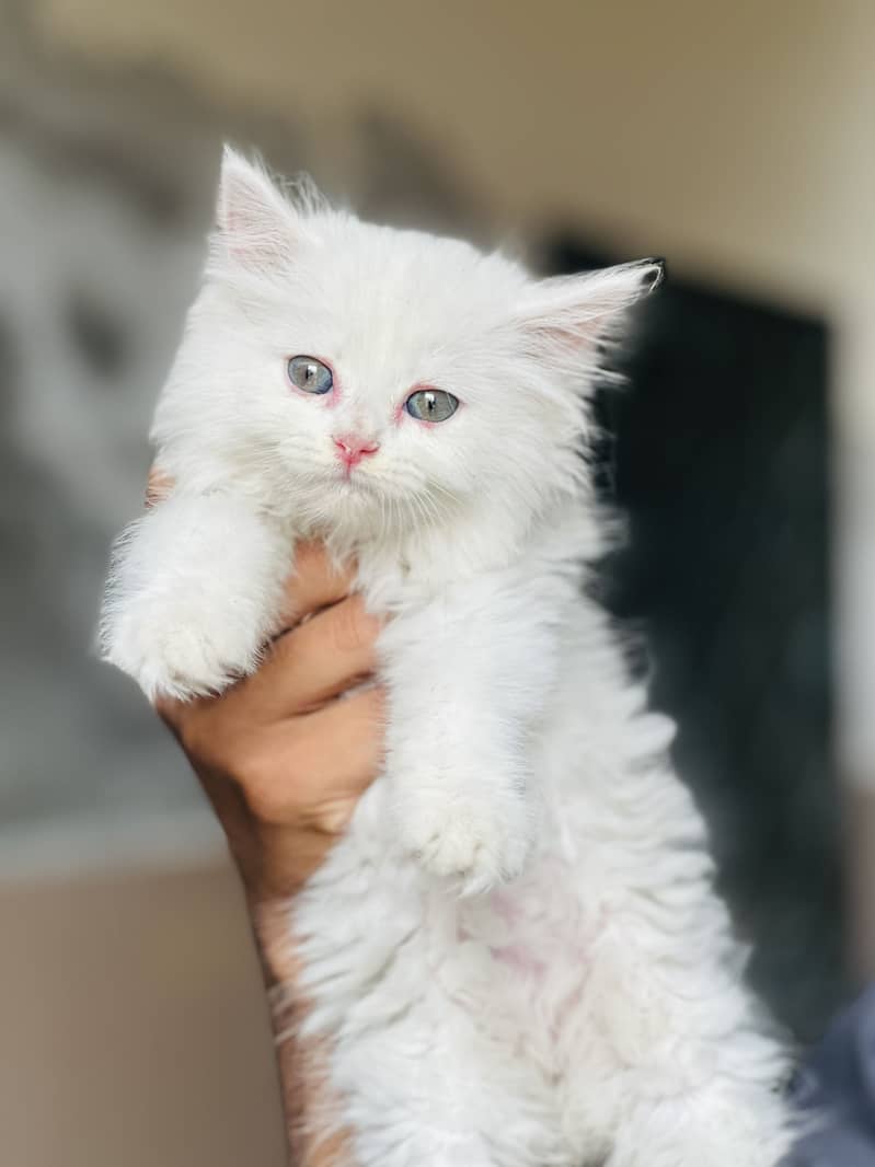 Persian kitten 0