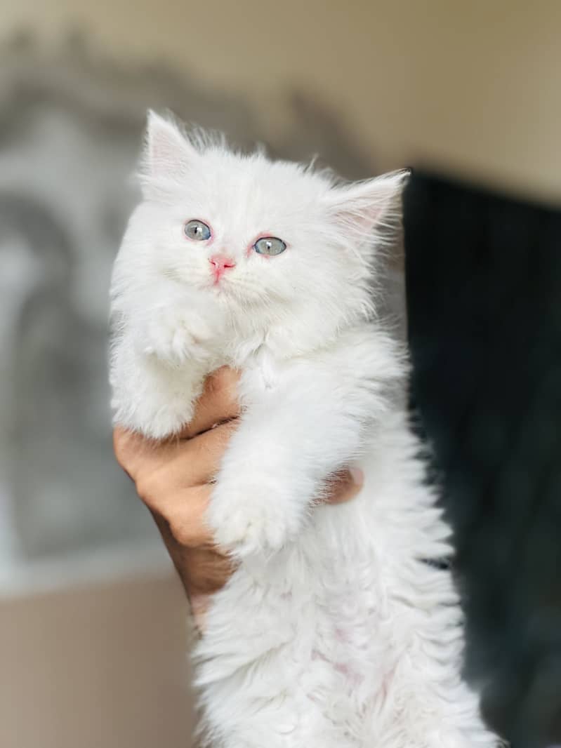 Persian kitten 1