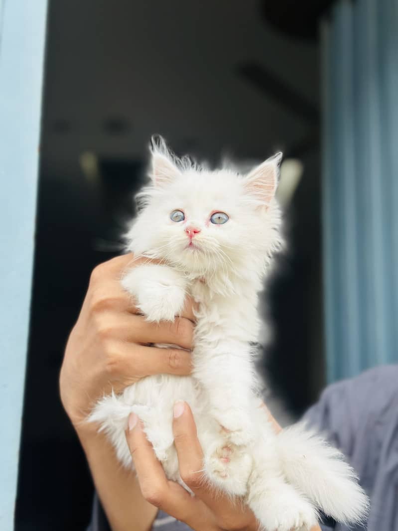 Persian kitten 2