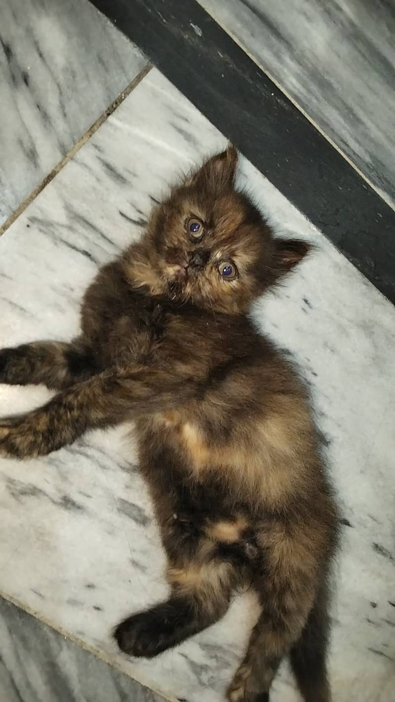 Persian kittens 0