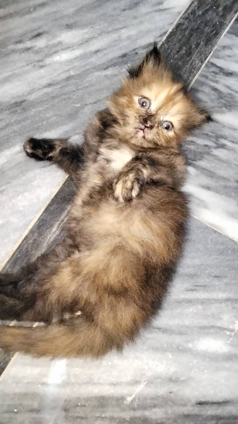Persian kittens 1