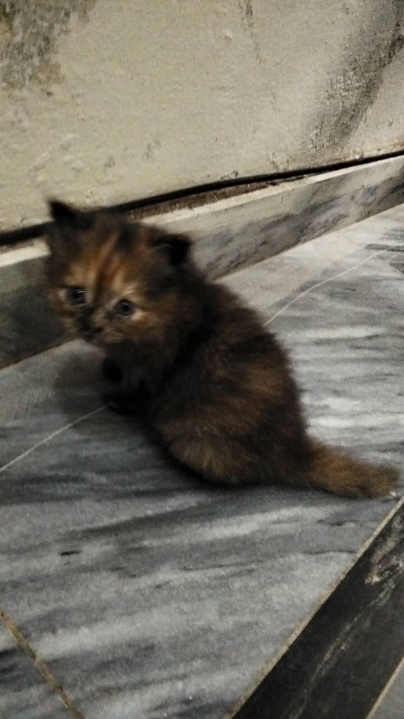 Persian kittens 2