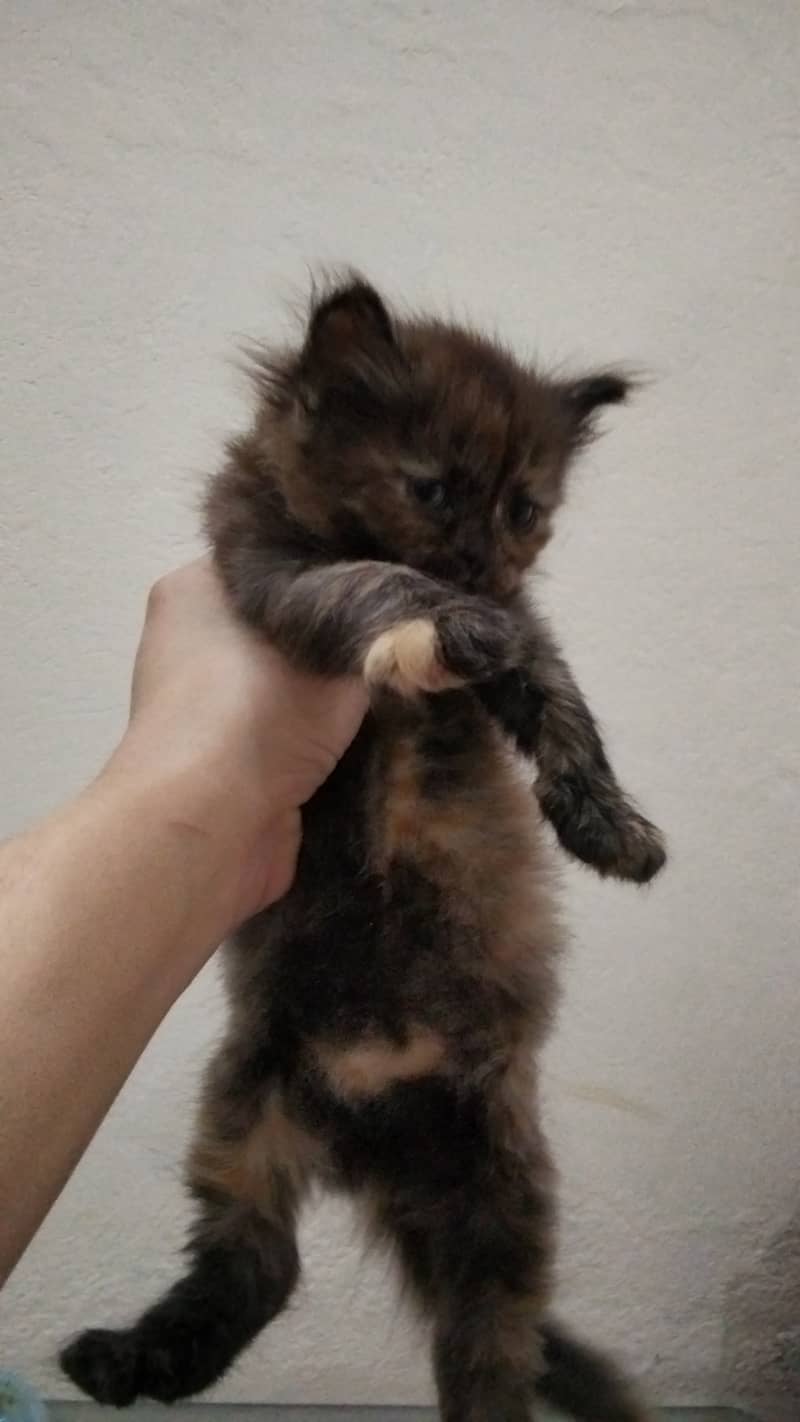 Persian kittens 3