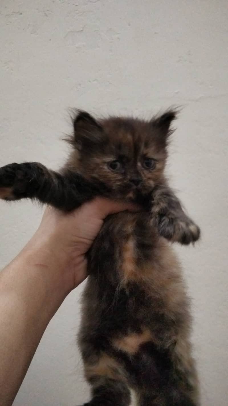 Persian kittens 4