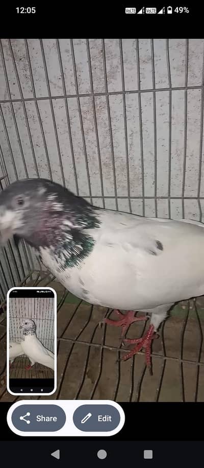 mix pigeon