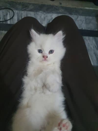 Persian Kitten available for sale