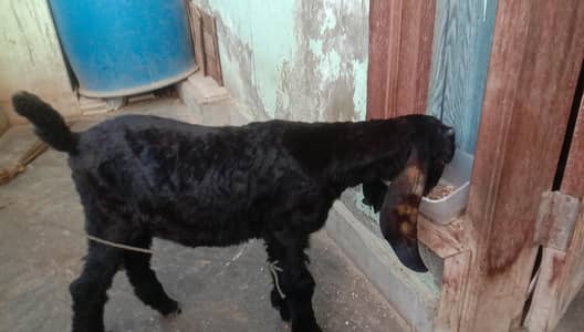 3month full black kamori cross  male kid