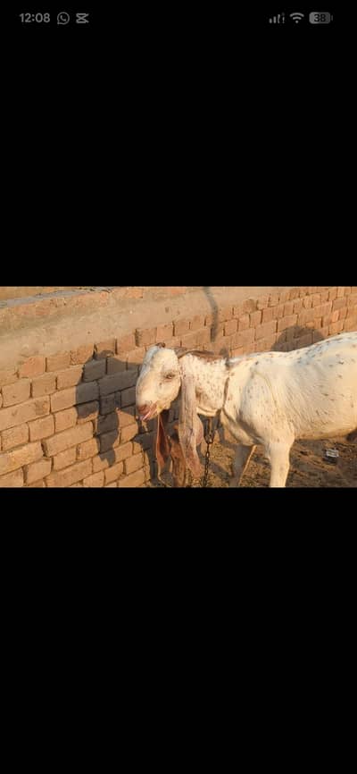 Bakra