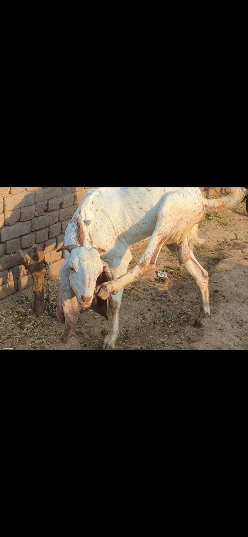 Bakra 1