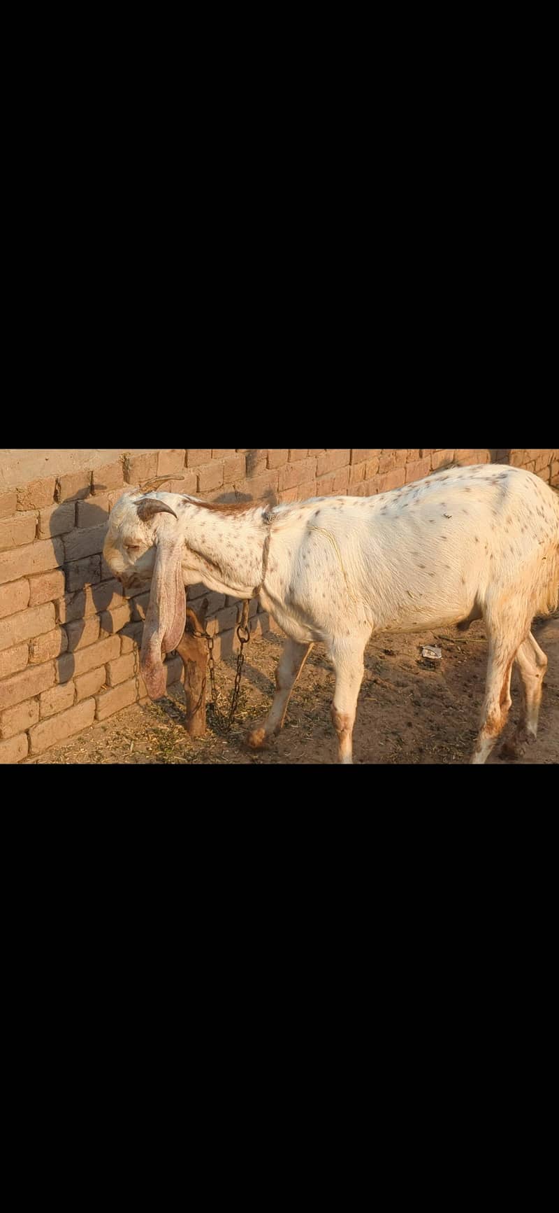 Bakra 2