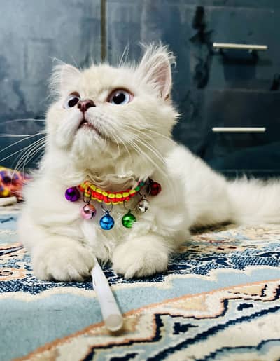 Siamese X Persian