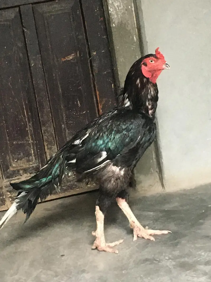 miawali lsani
