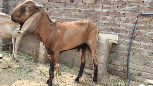 khera Bakra Ghar ka pla howa qurbani lag jay gha