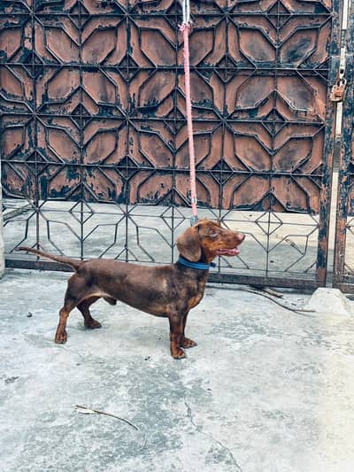 Dachshund male dog available | for sale | dog for sale