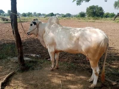 Bull for sale