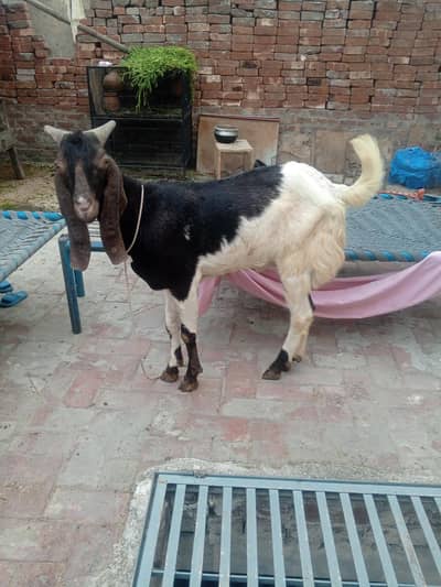 Khassi do dant