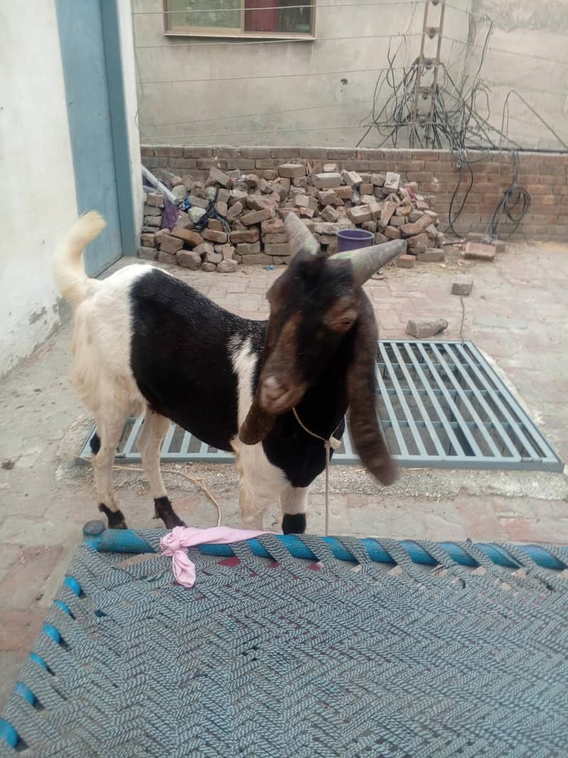 Khassi do dant 2