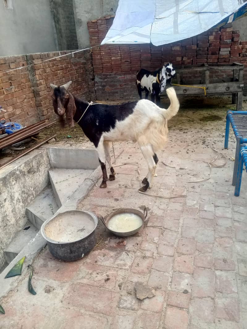 Khassi do dant 3