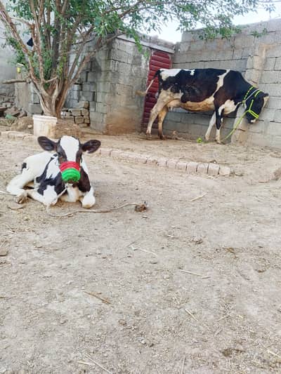 Australian cholistani cross cow