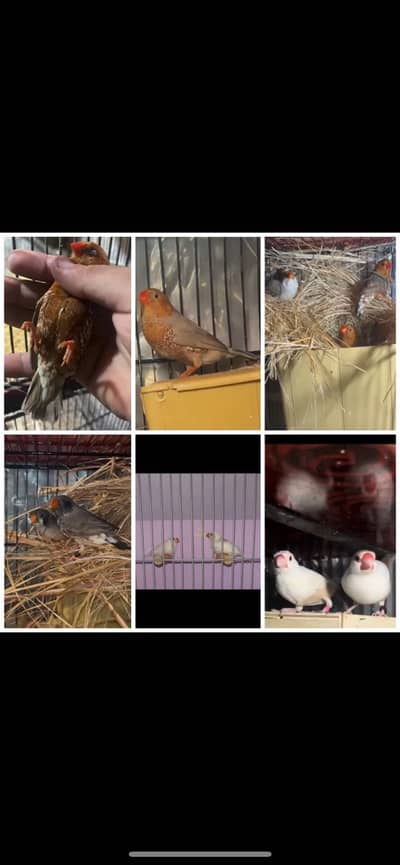 Zebra finches mutation and fawn split pastel