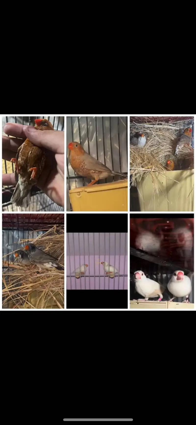 Zebra finches mutation and fawn split pastel