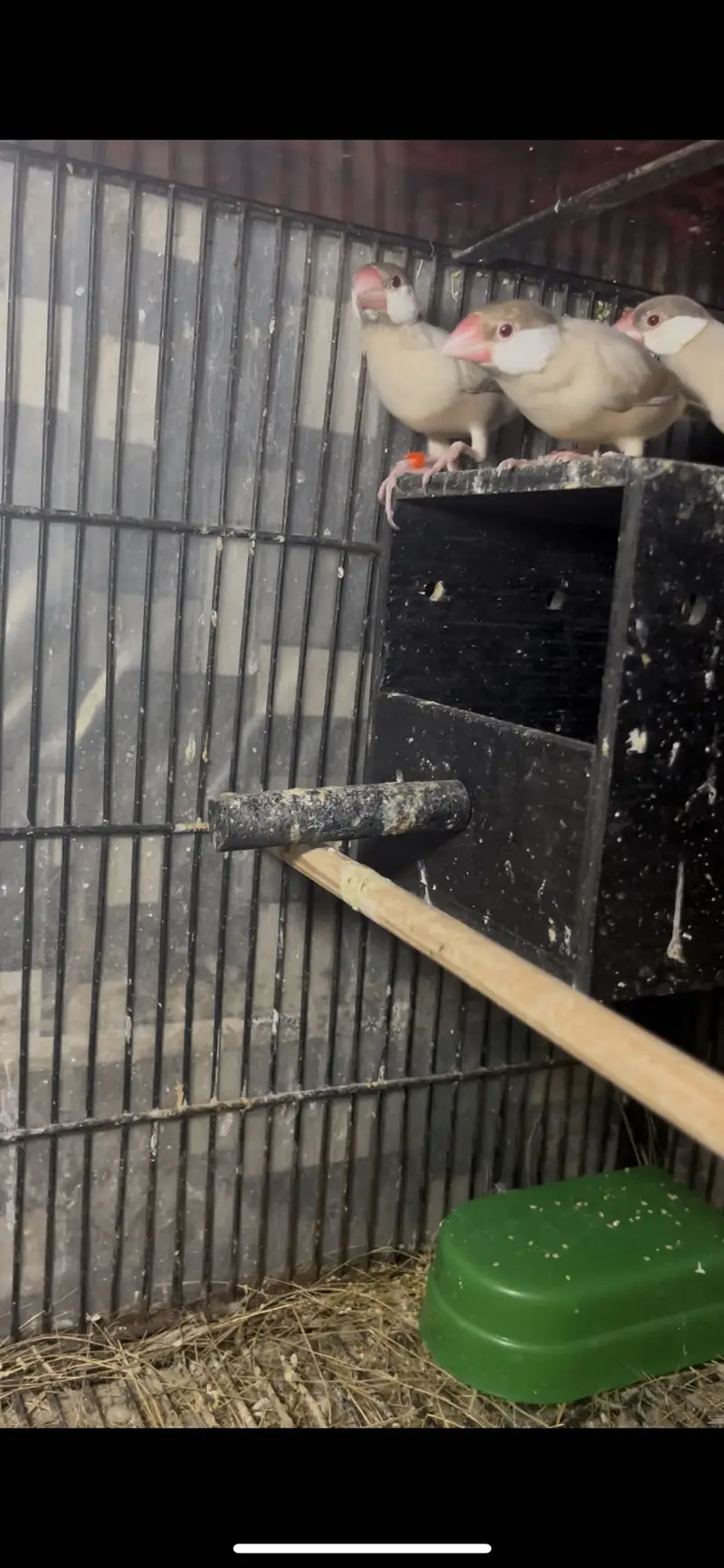 Zebra finches mutation and fawn split pastel — photo 3