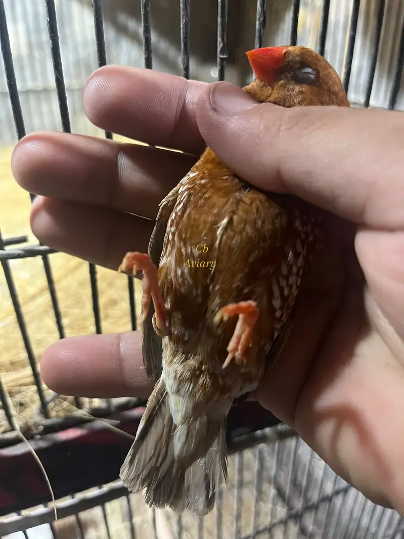 Zebra finches mutation and fawn split pastel — photo 6
