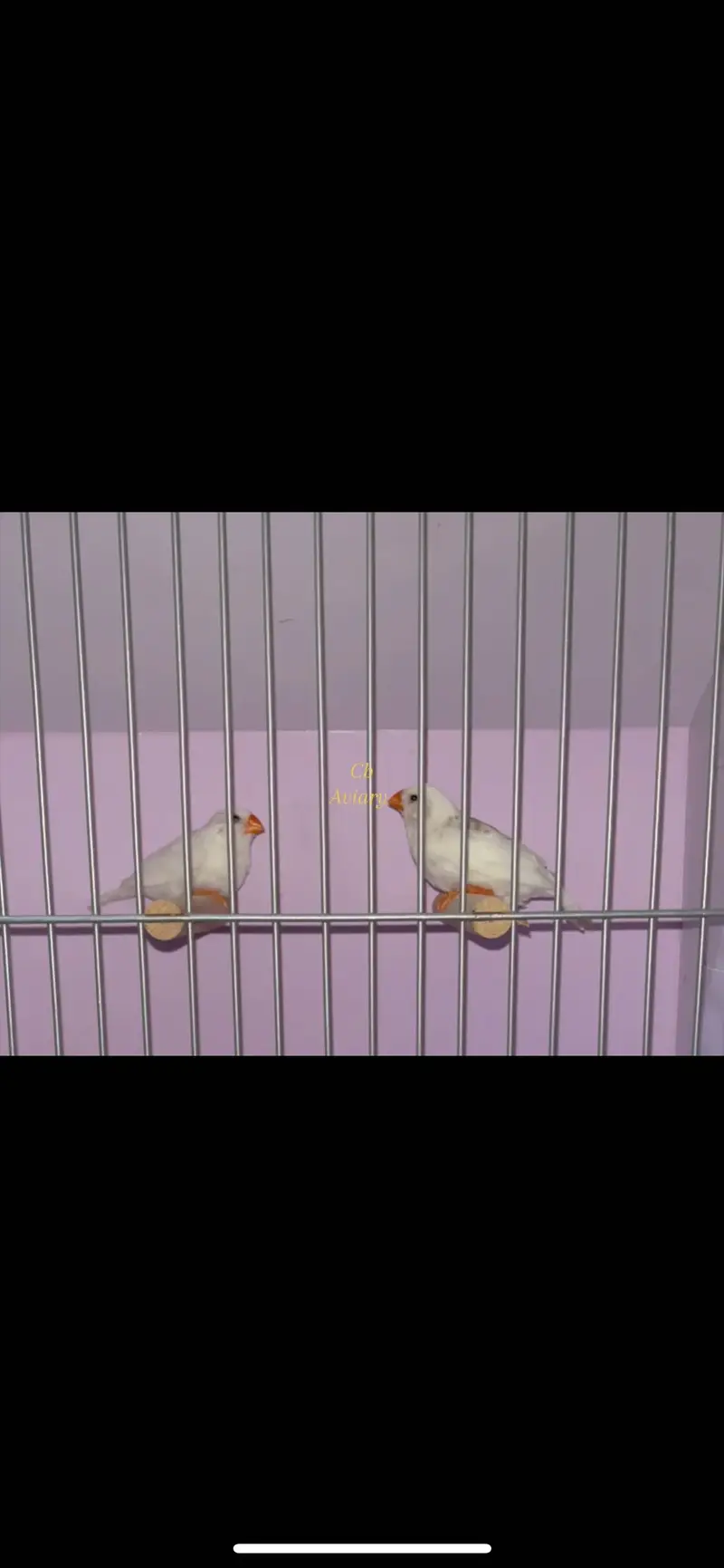 Zebra finches mutation and fawn split pastel — photo 7