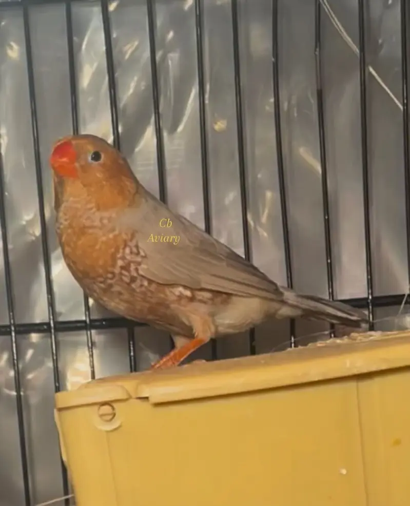 Zebra finches mutation and fawn split pastel — photo 8