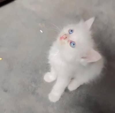 Persian cat| Doll face cat | kitten| Persian kitten |Triple coated