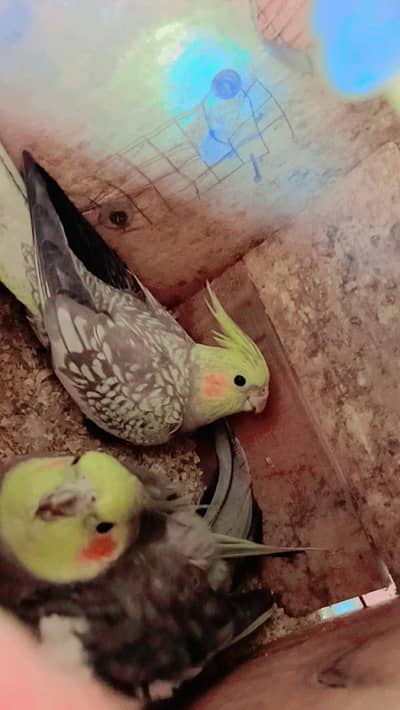 coctail breeder pair