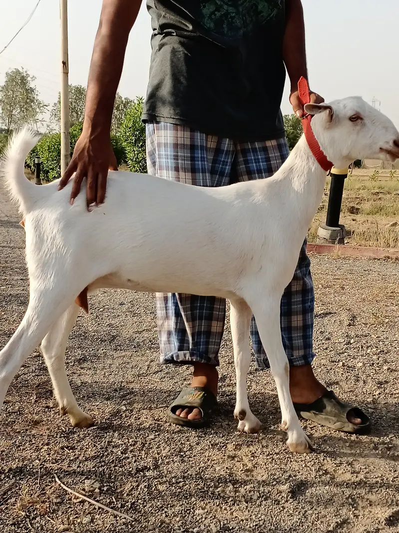 gulabi teddy 4dant — photo 2
