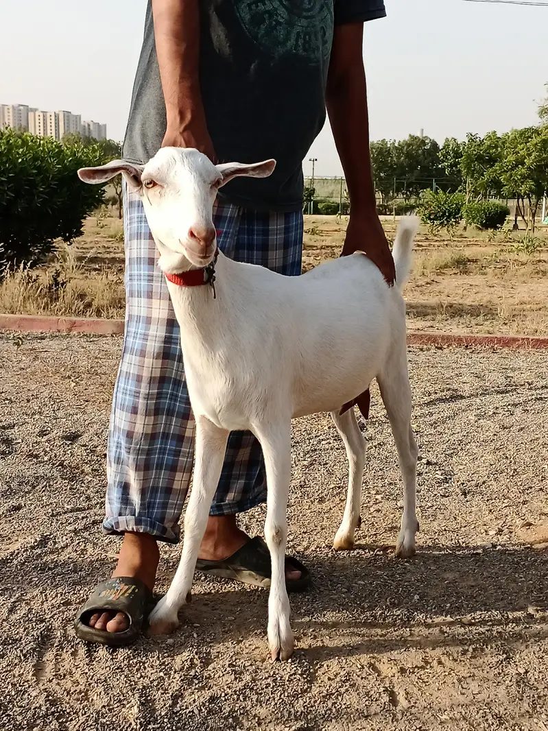 gulabi teddy 4dant — photo 3