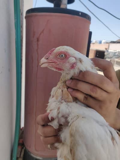 8 female  and 2 male  8 bachay  for sale
