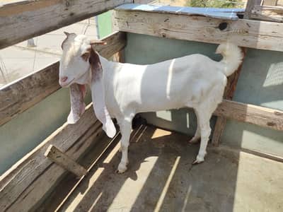 Gulabi patari bakri  l 4 daat l