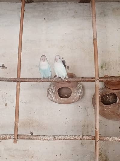 love bird red eye male pair for sale