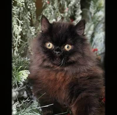 persain cat
