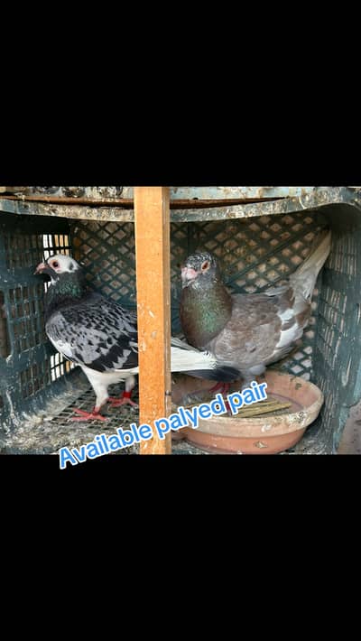 Breeder pairs pigeons racer /chita lal band/sentinet/gulabi magsi