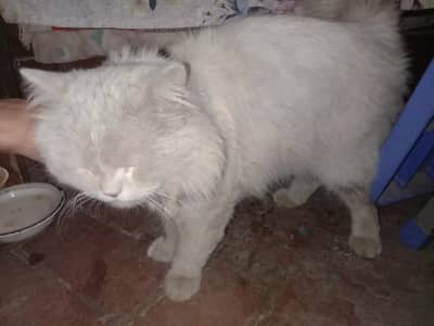 cute cats