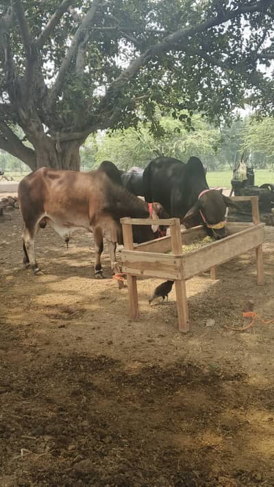 Healthy Bull Calves Available for Qurbani یا