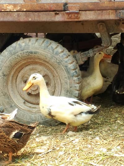 ducks for sale contact no (03704704328)
